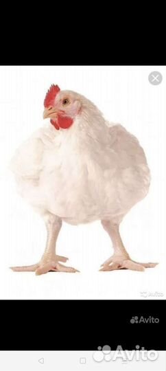 Куры бройлеры