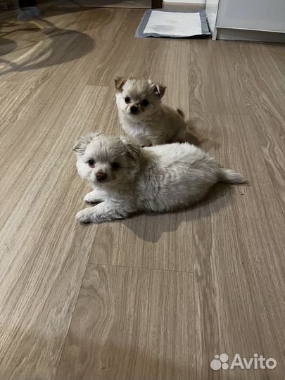 Передержка котов/собак мелких пород