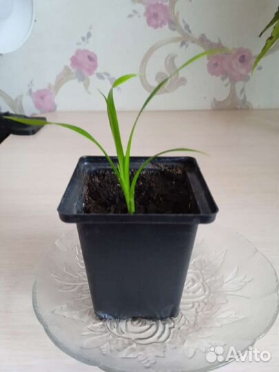 Комнатные цветы фиалки