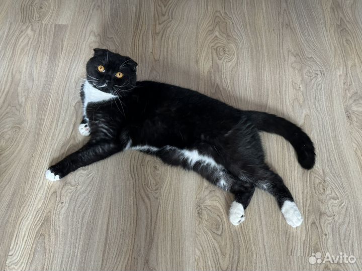 Отдам кота в добрые руки