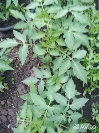 Рассада помидор и огурцов