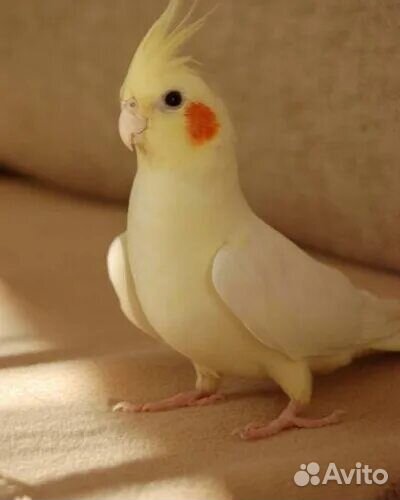 Попугай корелла с клеткой