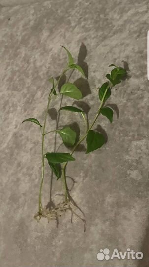 Комнатные цветы фуксия