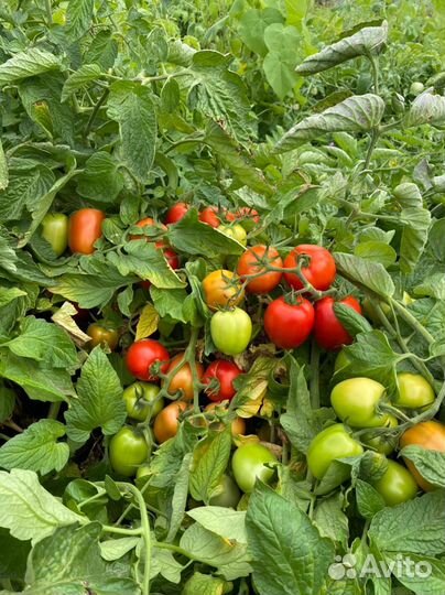 Помидоры