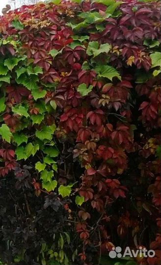 Саженцы девичий виноград