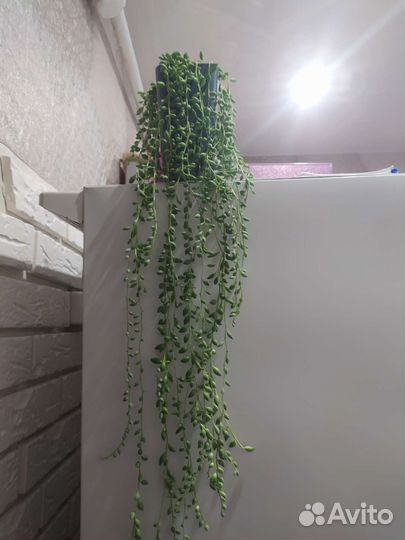 Крестовик Геррейна