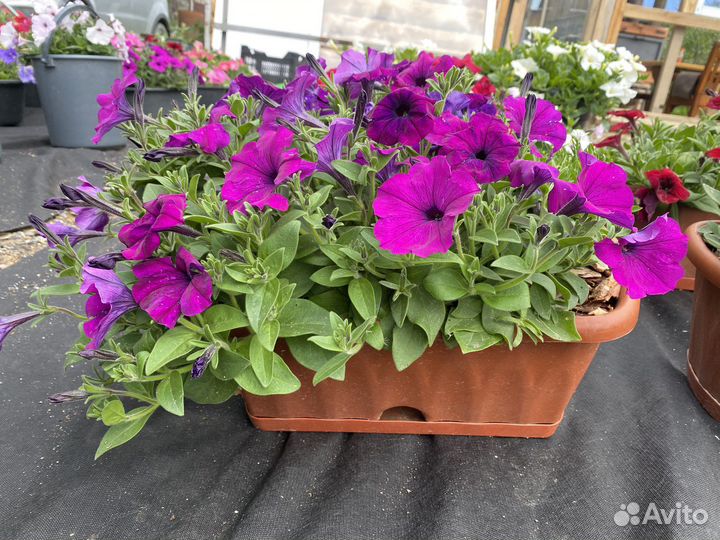 Готовые балконые ящики петунии