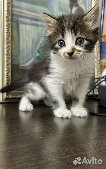 Милые котята в добрые руки