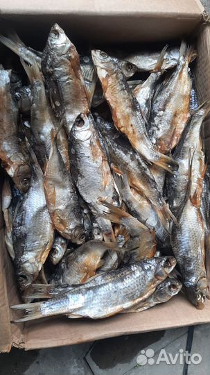 Вобла вяленая с икрой