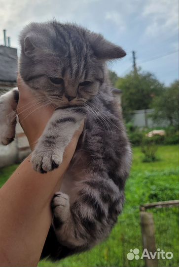 Шотландские котята
