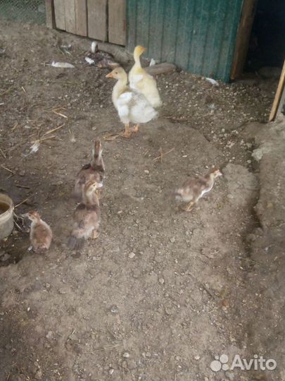 Куры несушки цыплята Утки утята Гуси гусята