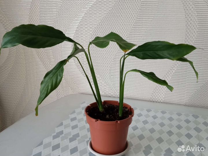 Цветы комнатные