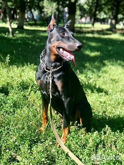 Щенки добермана