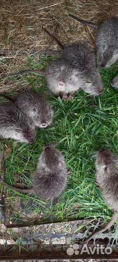 Нутрии молодняк