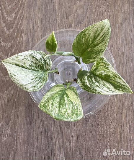 Сциндапсус Мунлайт минт вар