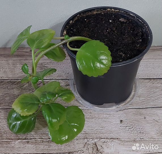 Комнатные растения (отростки)