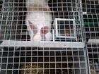 Кролик,белый паннон объявление продам
