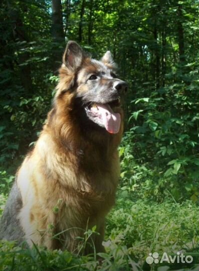 Кинолог дрессировка собак, зоопсихолог,передержка