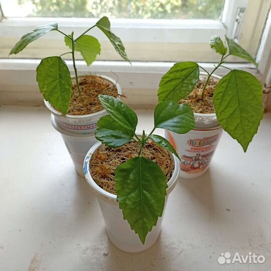 Гибискус, китайская роза