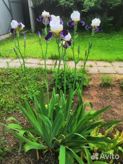 Ирисы бородатые