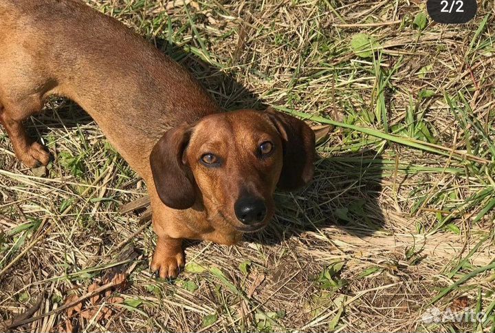 Вязка кобель такса