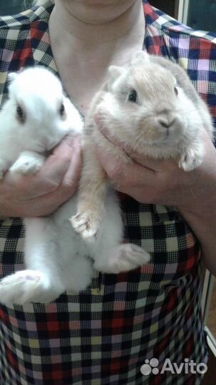 Мини-кролики