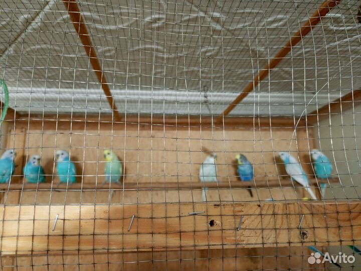 Птенцы волнистый попугай