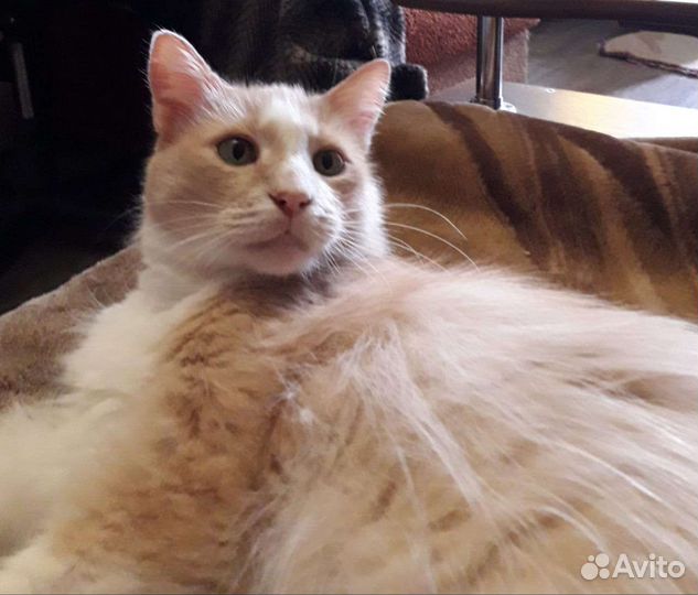 Кошка в дар бесплатно