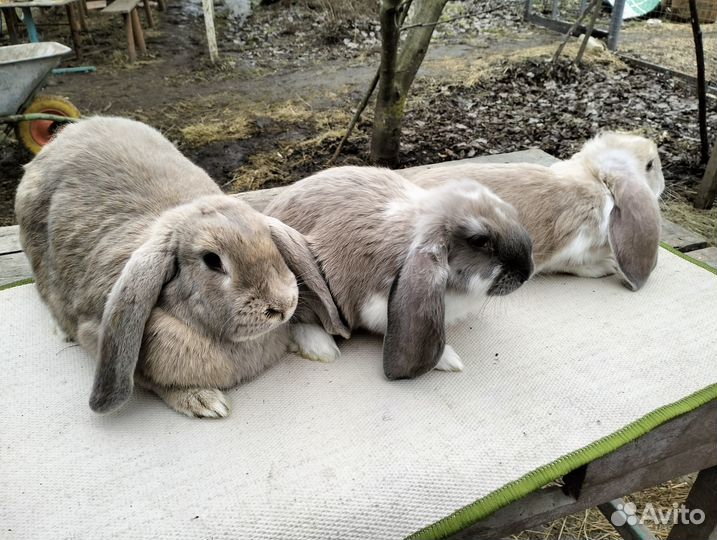 Белый паннон, бараны