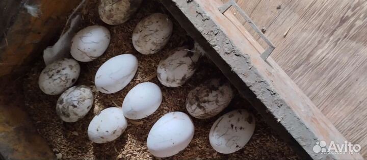 Яйцо гусиное