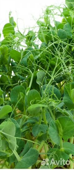 Набор для выращивания микрозелени