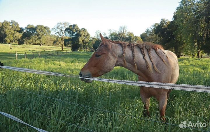 Электропастух