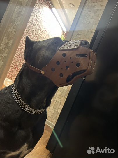 Амуниция для собак