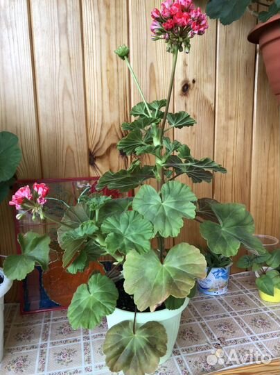 Пеларгония герань