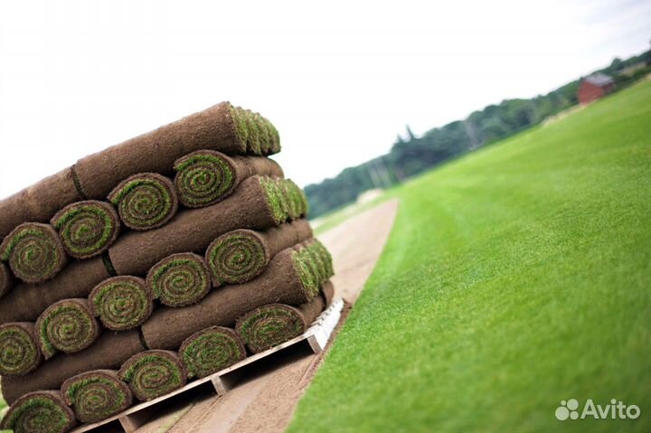 Укладка рулонных газонов под ключ