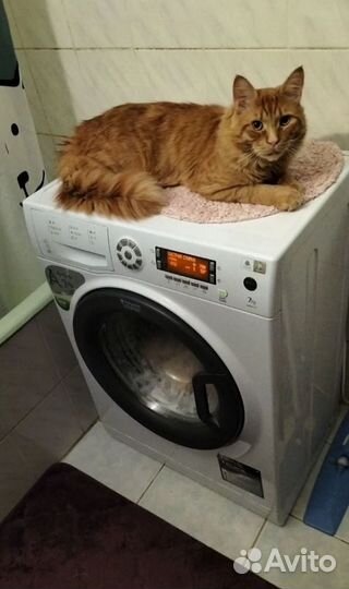 Срочный ремонт стиральных машин и холодильников