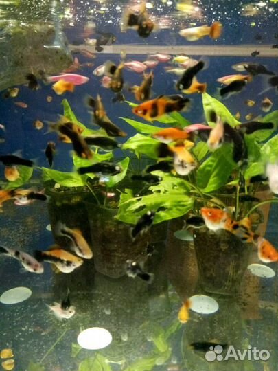 Рыбка. Разводня