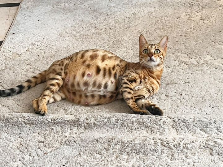 Бенгальская