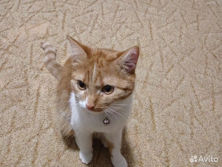 Кошка в добрые руки бесплатно