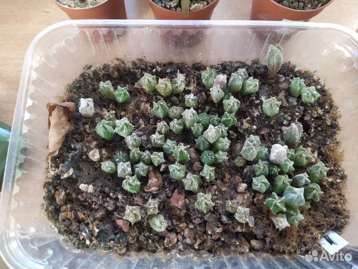 Кактусы и суккуленты