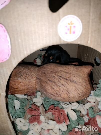 Щенок карликовой таксы