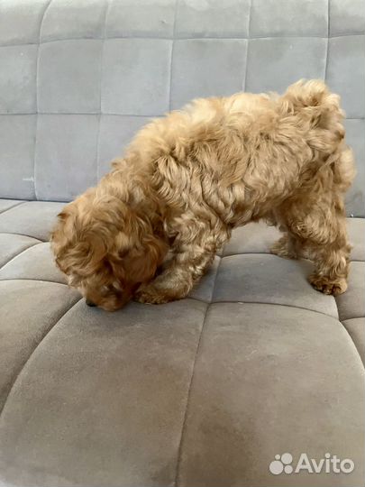 Щенки мальтипу