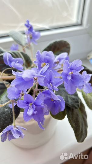 Сортовая фиалка, фикус, сциндапсус, декабрист