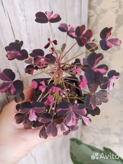 Кислица оксалис, каллизия, альтернантера