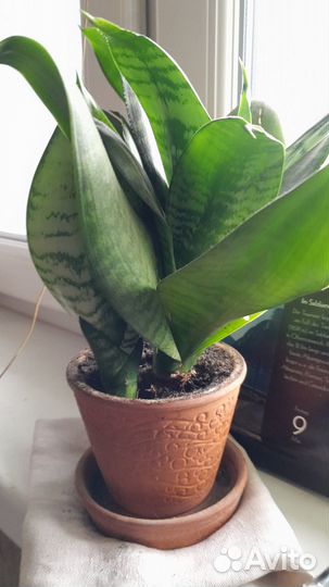 Растения комнатные