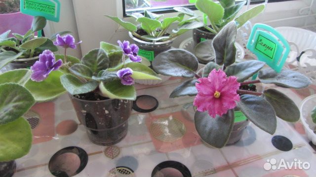 Цветущие сортовые фиалки