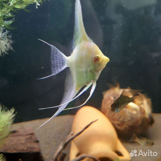 Продам Апистограмма Рамиреса