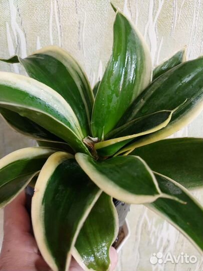 Суккуленты, сансы, кактусы