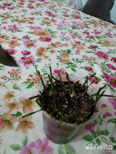 Хатиора - суккулент