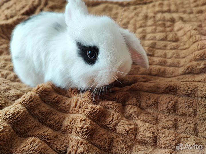 Декоративный кролик вислоухий баран